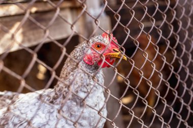 Bir tavuk bir çiftlikte bir metal kafes arkasında portresi.