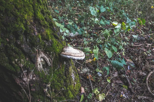 Mushrooms Tree Forest — Stock Photo, Image