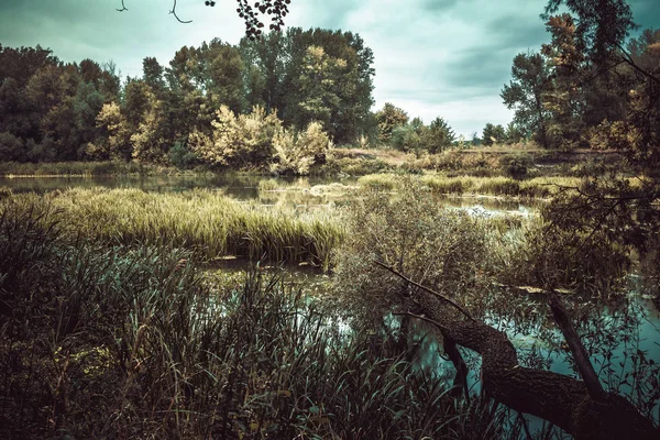 Rivière Calme Matin Été Avec Des Arbres Verts Sur Fond — Photo