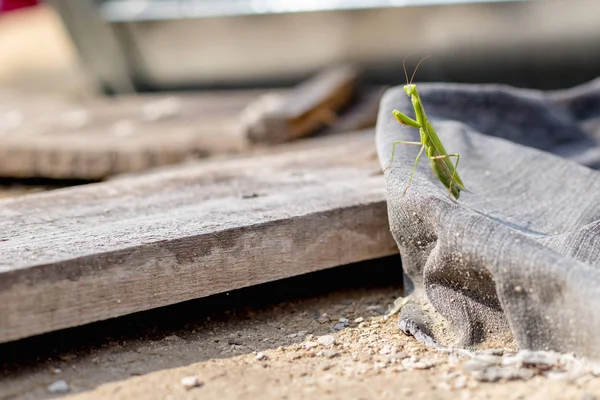 European Mantis or Praying Mantis, Mantis religiosa.