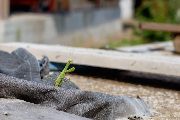 Kudlanka Nábožná Nebo Kudlanky Mantis Religiosa — Stock fotografie