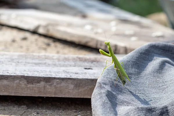 Kudlanka Nábožná Nebo Kudlanky Mantis Religiosa — Stock fotografie