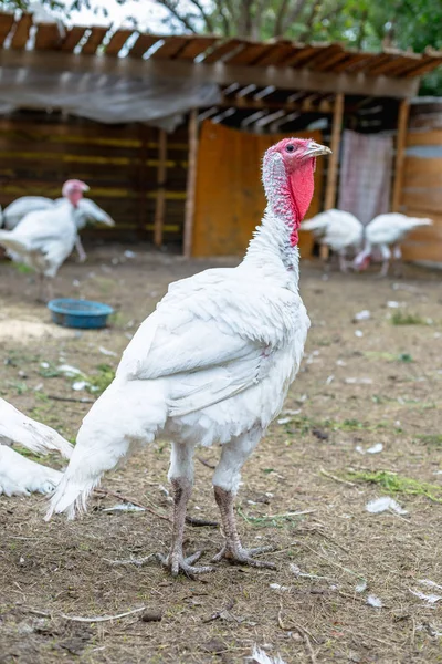 Turkey on a farm , breeding turkeys. White turkey portrait. Flock of Turkeys at the farm. Pasture raised turkey on a farm.