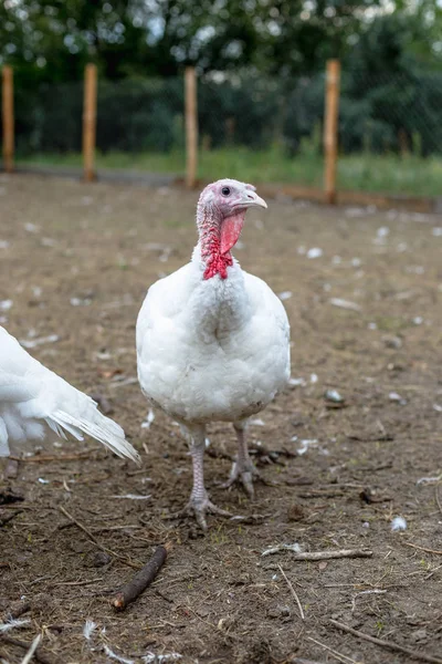 Turkey on a farm , breeding turkeys. White turkey portrait. Flock of Turkeys at the farm. Pasture raised turkey on a farm.