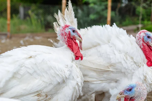 Turkey on a farm , breeding turkeys. White turkey portrait. Flock of Turkeys at the farm. Pasture raised turkey on a farm.