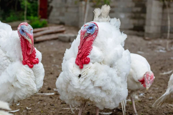 Turkey on a farm , breeding turkeys. White turkey portrait. Flock of Turkeys at the farm. Pasture raised turkey on a farm.