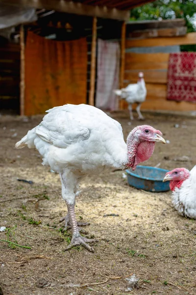 Turquie Dans Une Ferme Élevant Des Dindes Portrait Dinde Blanche — Photo