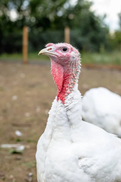 Turkey on a farm , breeding turkeys. White turkey portrait. Flock of Turkeys at the farm. Pasture raised turkey on a farm.