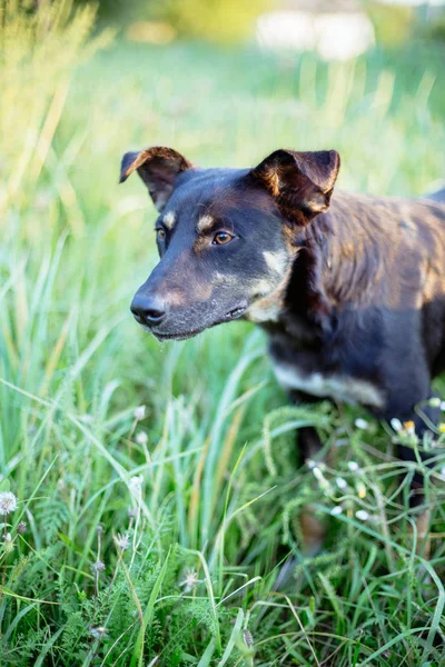 Sokak köpeği yeşil çim.
