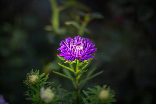 Красивый Фиолетовый Цветок Темноте — стоковое фото