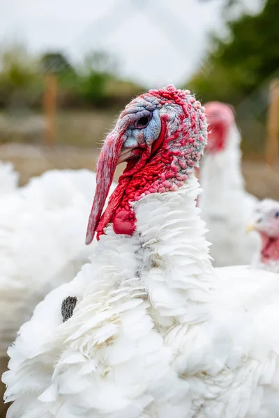 Turkeys from behind a metal fence on the farm.