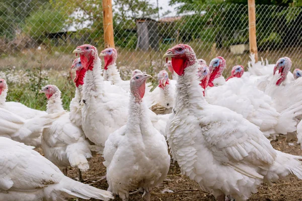 Breeding Turkeys Farm — Stock Photo, Image