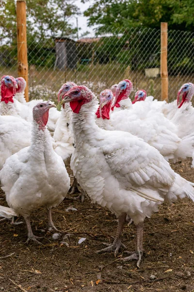 Breeding Turkeys Farm — Stock Photo, Image
