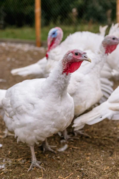 Pavo Cría Una Granja —  Fotos de Stock