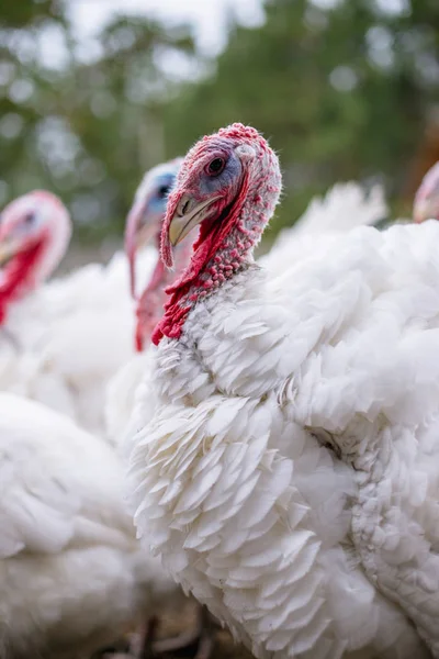 Breeding turkeys on a farm