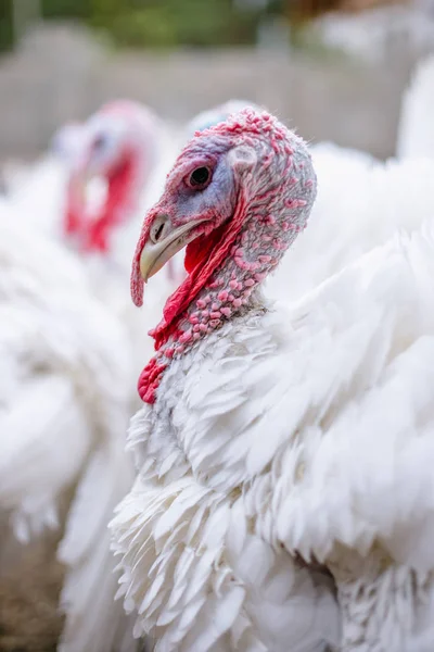 Breeding turkeys on a farm