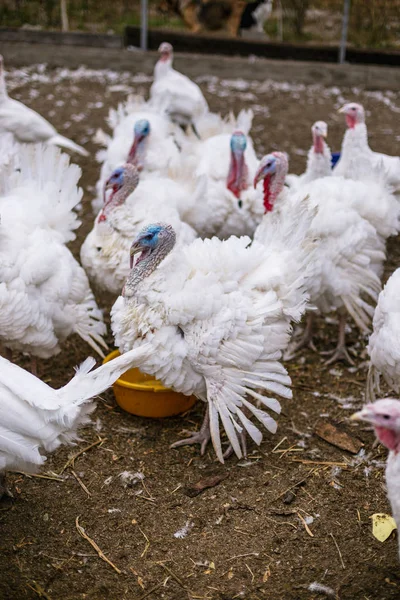 Breeding turkeys on a farm