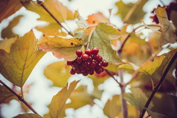 Bagas Viburnum Vermelhas Uma Árvore Outono — Fotografia de Stock