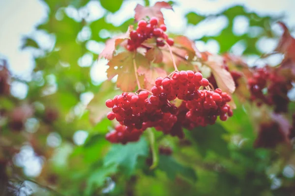 Röda Viburnum Bär Ett Träd Hösten — Stockfoto