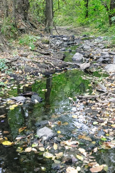 石头之间的森林里的溪 — 图库照片