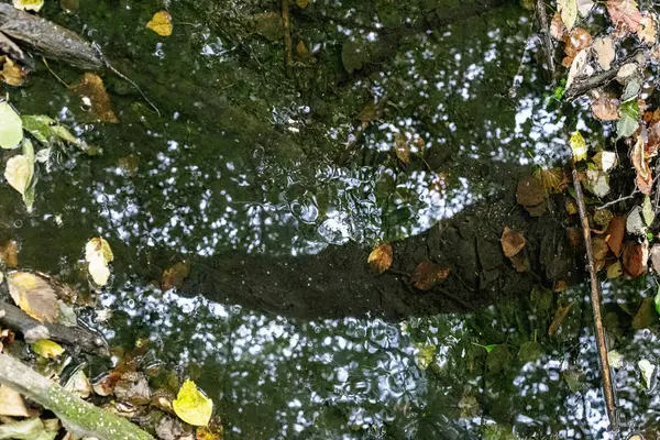 Reflexion Der Bäume Wasser Abstrakter Hintergrund — Stockfoto
