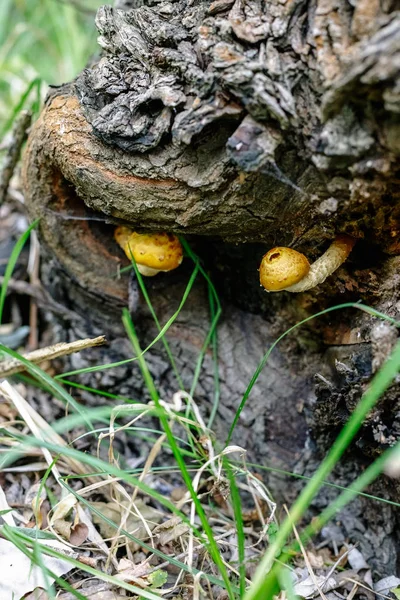 Wood Mushrooms Tree Forest — Stock Photo, Image