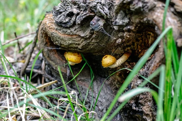 Wood Mushrooms Tree Forest — Stock Photo, Image