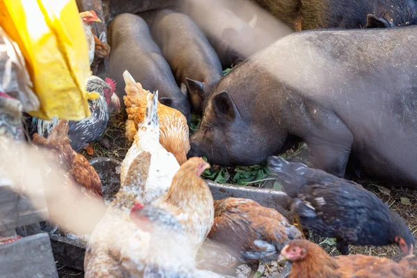 Feeding vietnamese pigs and chicken on the farm.