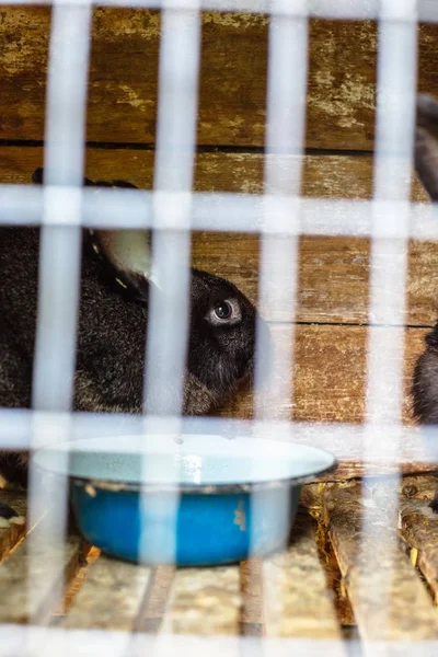 Coelho Gaiola Criação Animais Domésticos — Fotografia de Stock