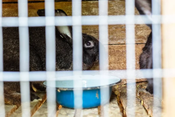 Кролик Клетке Разведение Домашних Животных — стоковое фото