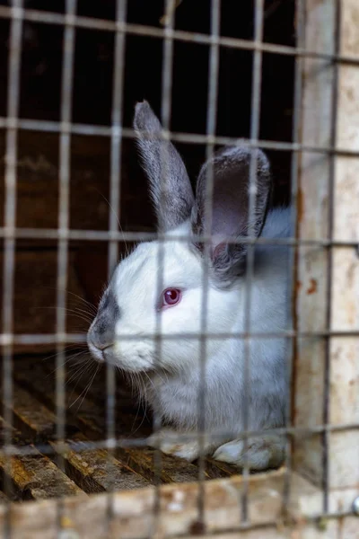 Rabbit in the cage. Breeding of domestic animals.