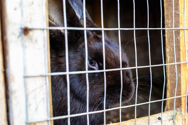 Rabbit in the cage. Breeding of domestic animals.