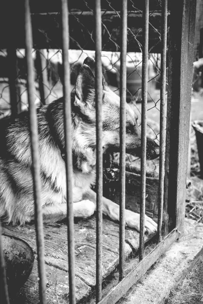 Gran Pastor Triste Viejo Pajarito Monocromo Foto —  Fotos de Stock