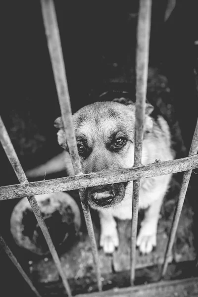 Ein Großer Trauriger Schäferhund Einer Alten Voliere Monochromes Foto — Stockfoto