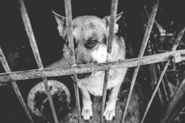 Een Grote Droevige Herder Een Oude Volière Monochrome Foto — Stockfoto