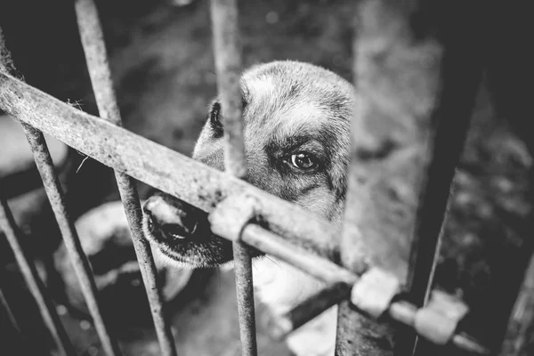 Een Grote Droevige Herder Een Oude Volière Monochrome Foto — Stockfoto