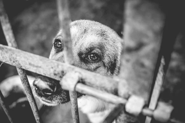 Ein Großer Trauriger Schäferhund Einer Alten Voliere Monochromes Foto — Stockfoto