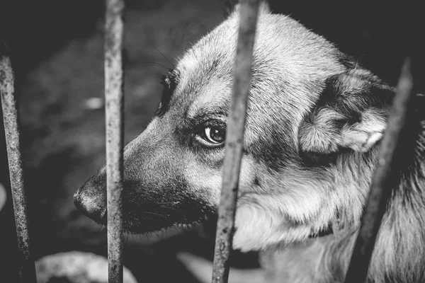 Ein Großer Trauriger Schäferhund Einer Alten Voliere Monochromes Foto — Stockfoto