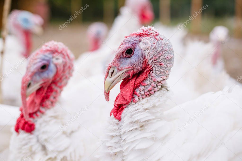 Breeding turkeys on a farm