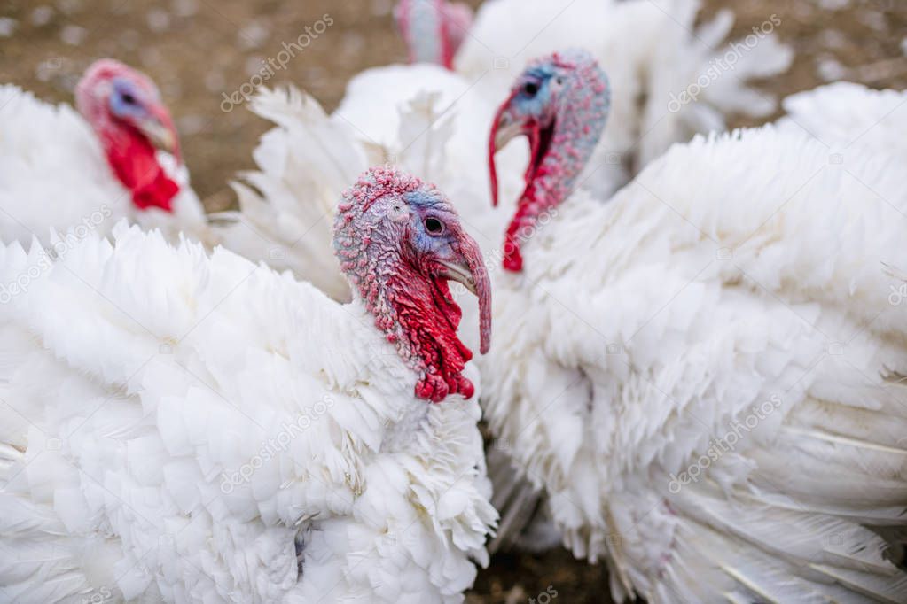 Breeding turkeys on a farm