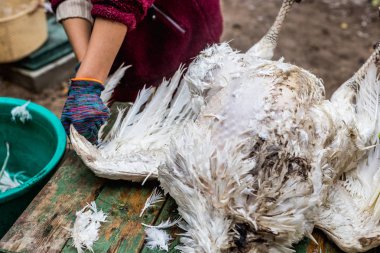 Tüyleri ölü Türkiye'den kaldırma işlemi. Katliam ve hindi koparma