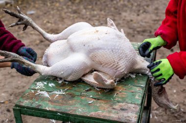 Tüyleri ölü Türkiye'den kaldırma işlemi. Katliam ve hindi koparma