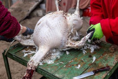 Tüyleri ölü Türkiye'den kaldırma işlemi. Katliam ve hindi koparma
