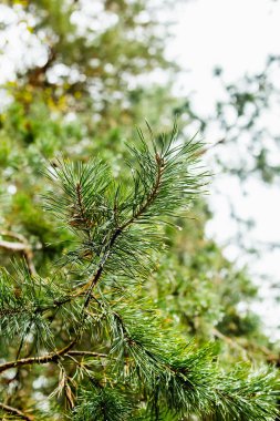 Yeşil çam dalı çiğ damlaları ile.