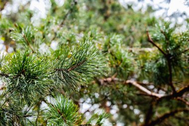 Yeşil çam dalı çiğ damlaları ile.
