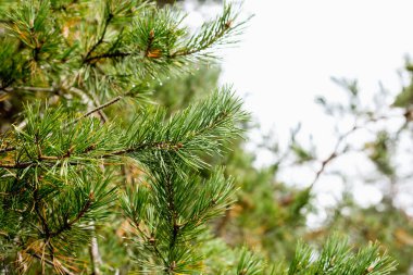 Yeşil çam dalı çiğ damlaları ile.