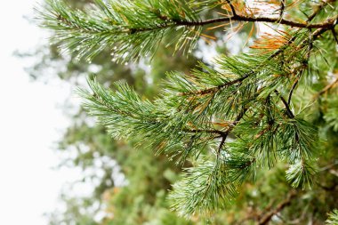 Yeşil çam dalı çiğ damlaları ile.