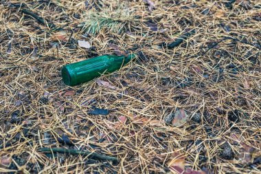 Çam ormanı yere yeşil bira şişesi.