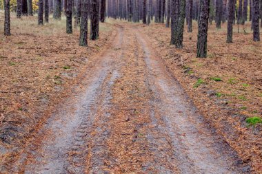 Çam ormanı sonbaharında yolda
