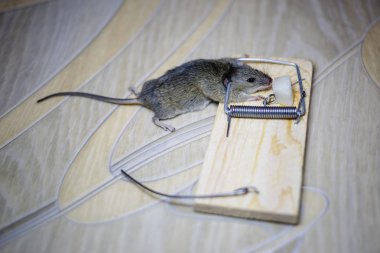 Bir fare kapanı yerdeki ölü fare